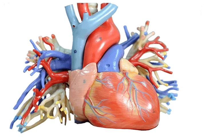 Medical Model Medical Model